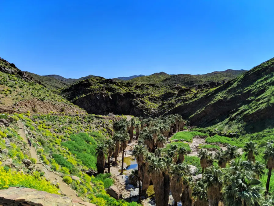 Superbloom in Palm Canyon at Indian Canyons Palm Springs 4