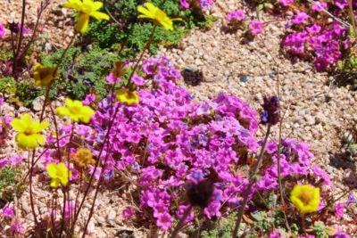 Superbloom in valley at Joshua Tree National Park California 4