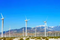 Superbloom with Wind Turbine Farm outside of Palm Springs 2