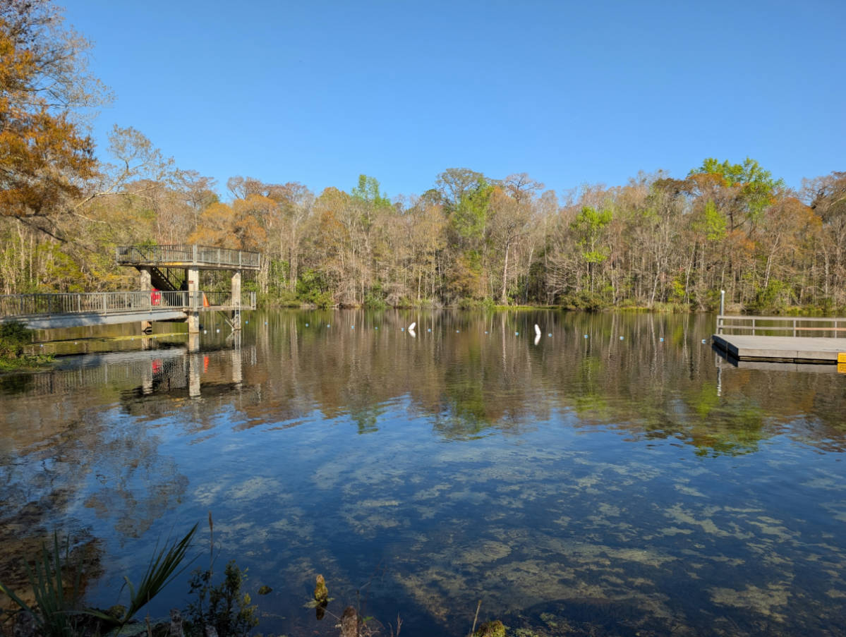 Swimming Area at Edward Ball Wakulla Springs State Park Tallahassee Florida 1