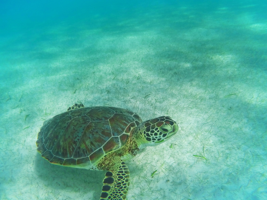 Swimming with Sea Turtles at Turtle Cove in Akumal Yucatan 10