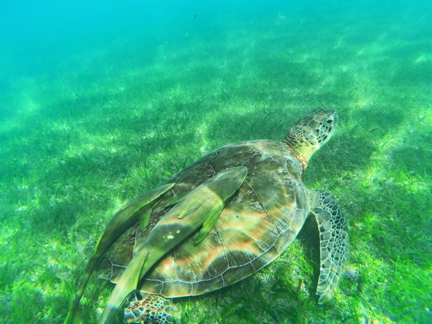 Sea Turtle with Remora Fish on the Shell in Akumal Yucatan Peninsula Mexico
