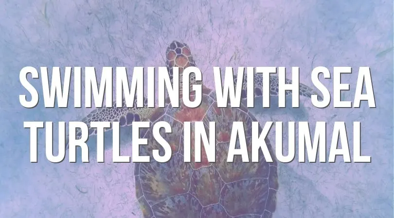 Swimming with Sea Turtles in Akumal landing