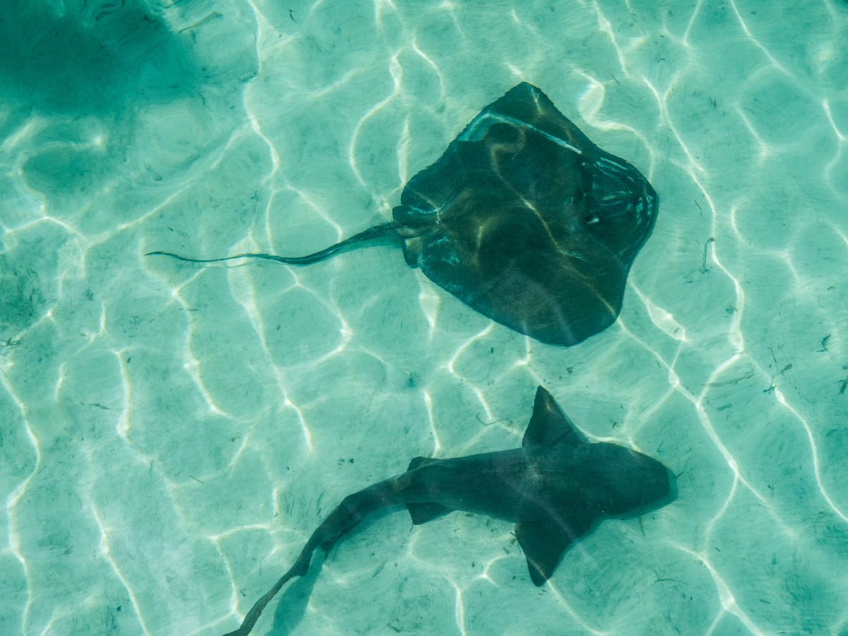 Swimming with Sharks and Sting Rays in the Bahamas