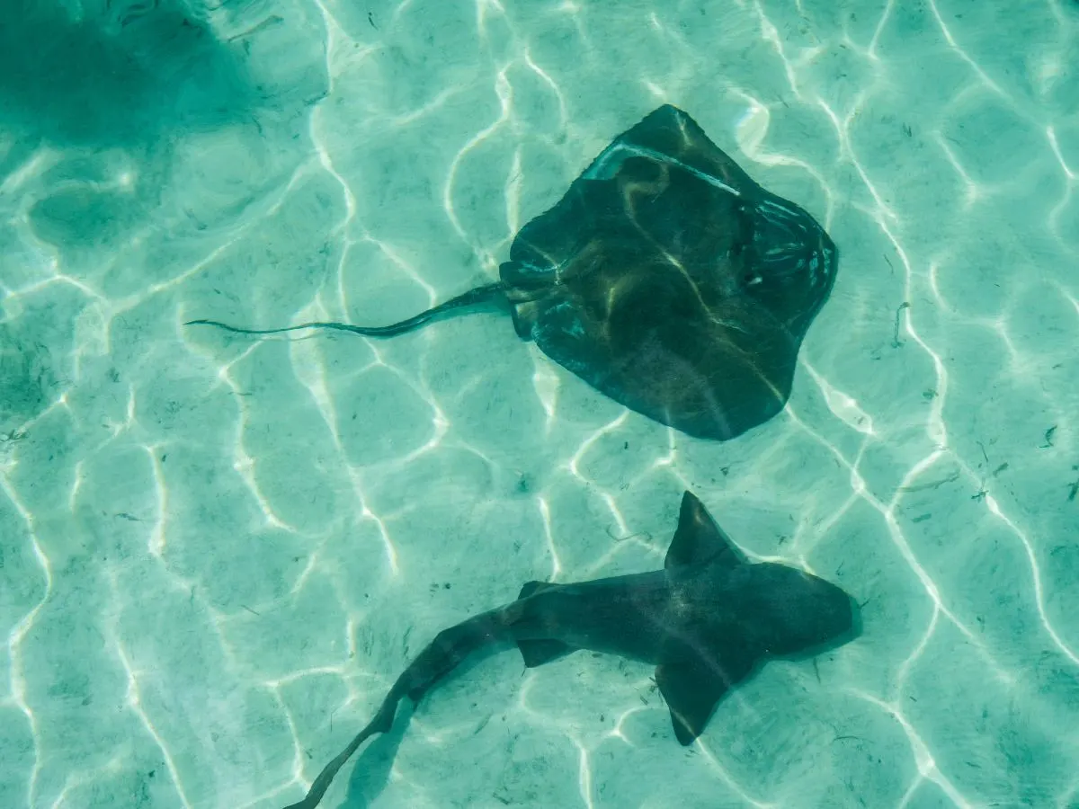 Swimming with Sharks and Sting Rays in the Bahamas
