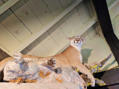 Taxidermy Mountain Lion at Visitor Center Lewis and Clark Caverns State Park Montana 3