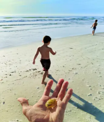 Taylor Family Crab Shell on Butler Beach Saint Augustine Florida 2