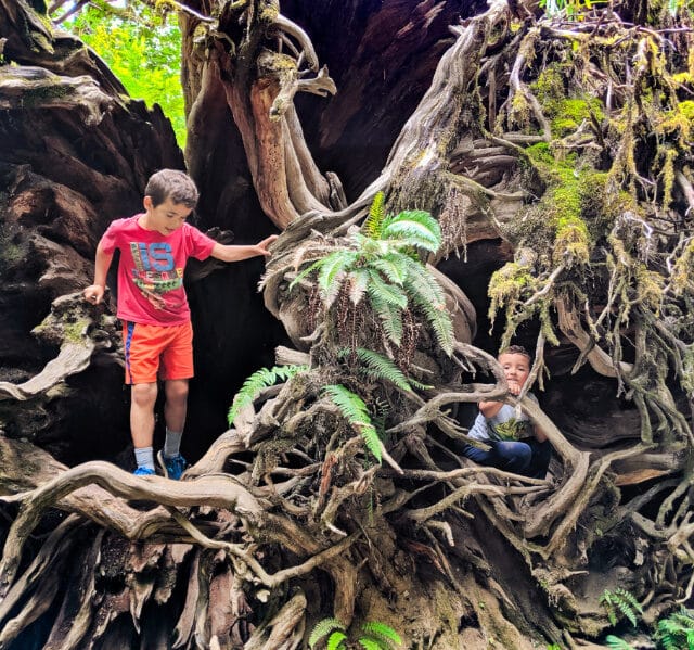 Taylor Family Hiking through Moss Covered Trees at Staircase Olympic National Park 2019 4