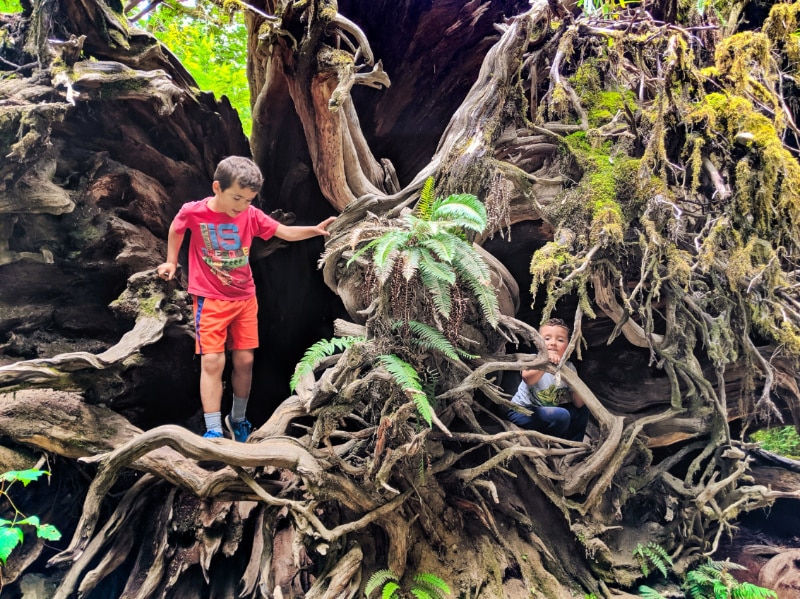 Taylor-Family-Hiking-through-Moss-Covered-Trees-at-Staircase-Olympic-National-Park-2019-4.jpg