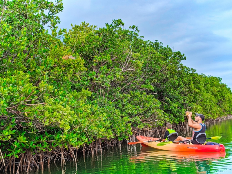 Taylor Family Kayaking with Iguana at Curry Hammock State Park Fat Duck Key Marathon Florida Keys 2020 4