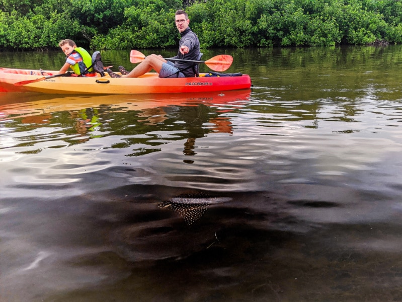 Taylor Family Kayaking with Spotted Eagle Ray at Curry Hammock State Park Fat Duck Key Marathon Florida Keys 2020 4