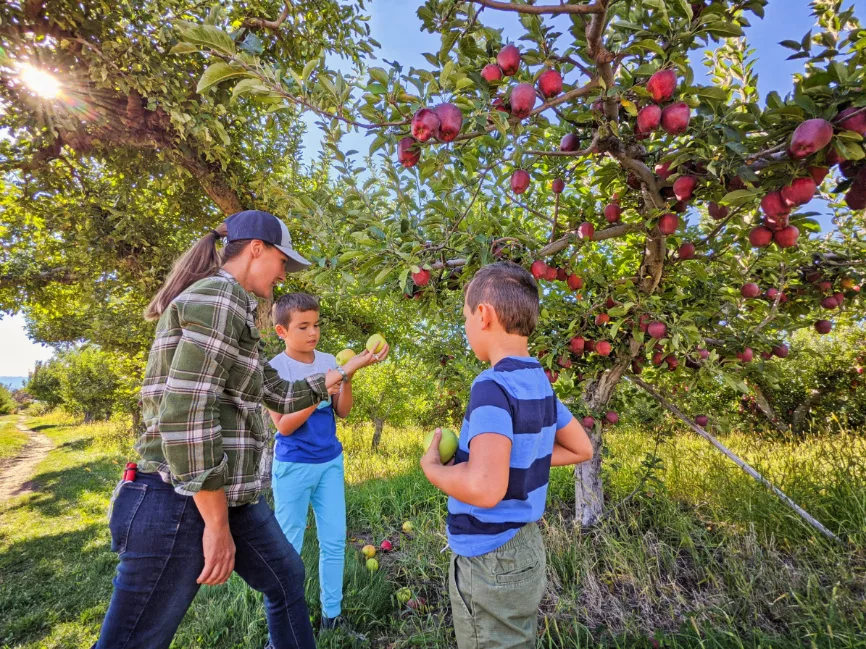 Taylor Family Picking Apples in Orchard at Chelan Valley Farms Manson Lake Chelan Washington 4