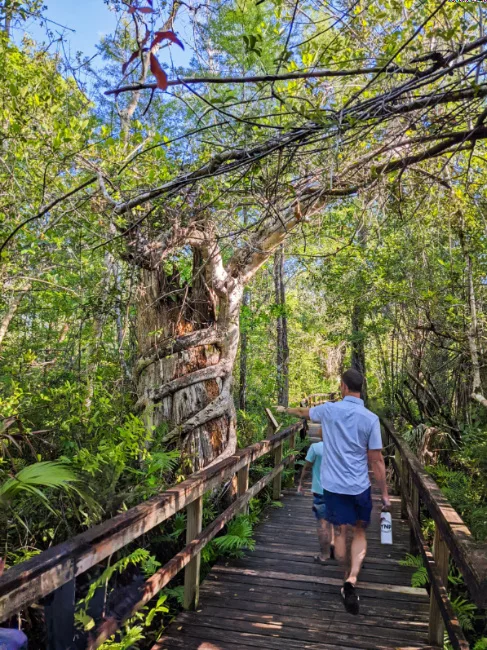 Taylor Family at Big Cypress Bend Boardwalk Fakahatchee Strand State Park Big Cypress National Preserve Florida 4