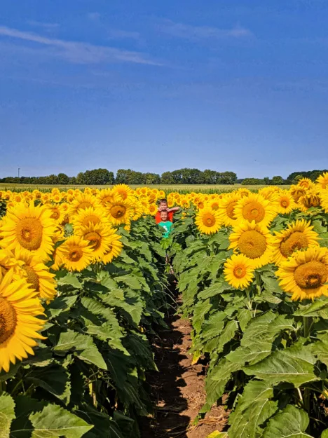 Taylor Family at Sunflower Maze at Von Bergens Country Market Hebron Illinois 5