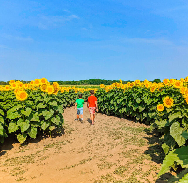 Taylor Family at Sunflower Maze at Von Bergens Country Market Hebron Illinois 8