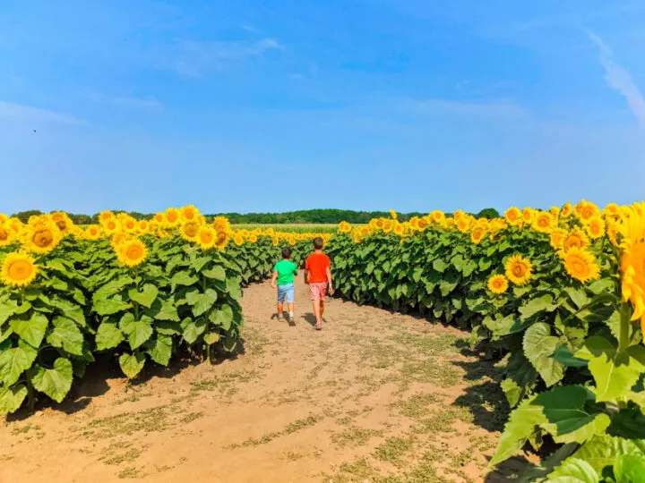 Taylor Family at Sunflower Maze at Von Bergens Country Market Hebron Illinois 8