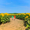 Taylor Family at Sunflower Maze at Von Bergens Country Market Hebron Illinois 8
