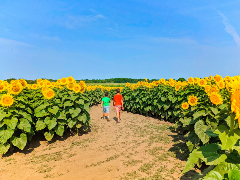 Taylor Family at Sunflower Maze at Von Bergens Country Market Hebron Illinois 8