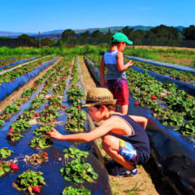 Taylor Family at UPick Blueberries Santa Maria California 1
