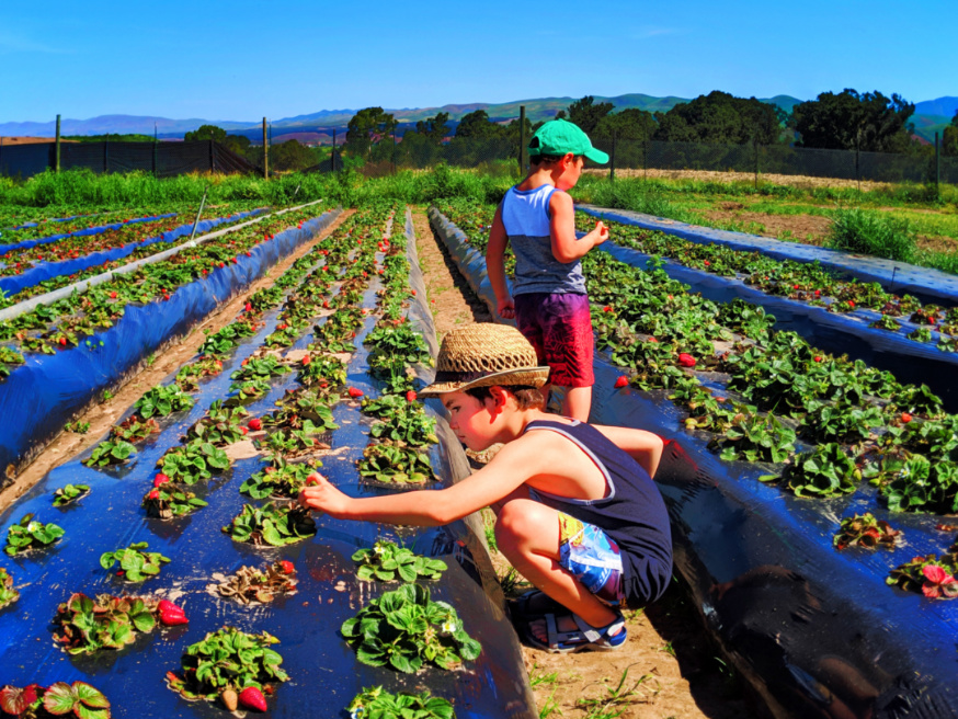 Taylor Family at UPick Blueberries Santa Maria California 1