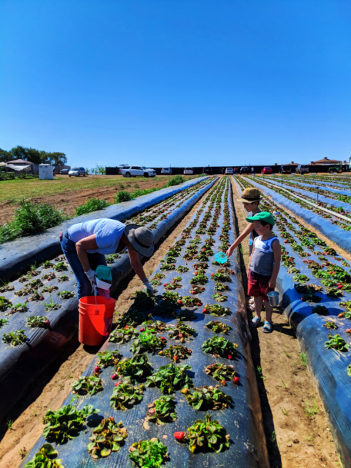 Taylor Family at UPick Blueberries Santa Maria California 10