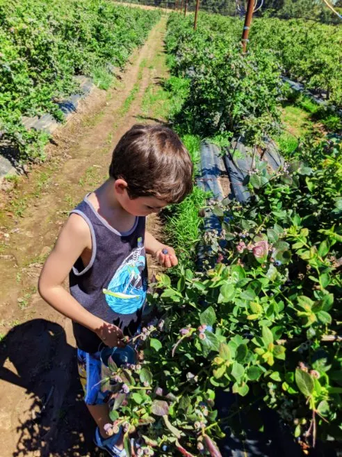 Taylor Family at UPick Blueberries Santa Maria California 2