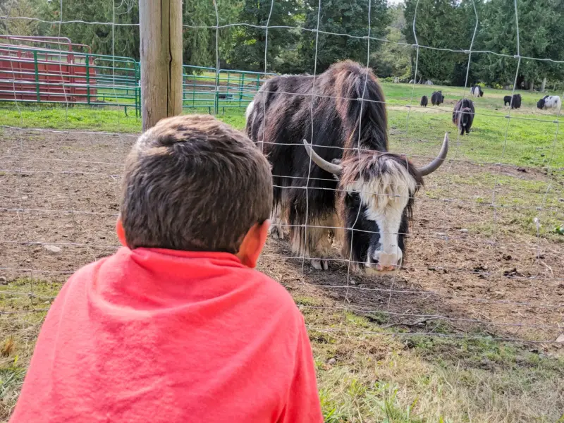 Taylor Family at Yaks in the Cradle Farm Quilcene Olympic Peninsula 2019 1