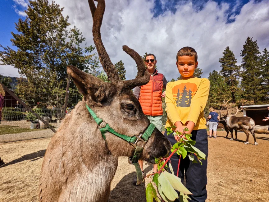 Taylor Family feeding reindeer at Reindeer Farm Leavenworth Washington 5