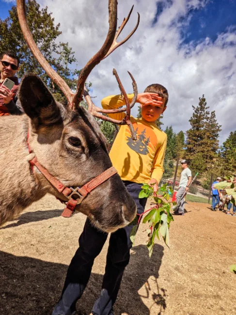 Taylor Family feeding reindeer at Reindeer Farm Leavenworth Washington 6