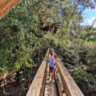 Taylor Family on Canopy Walk at Myakka River State Park Sarasota Florida 1