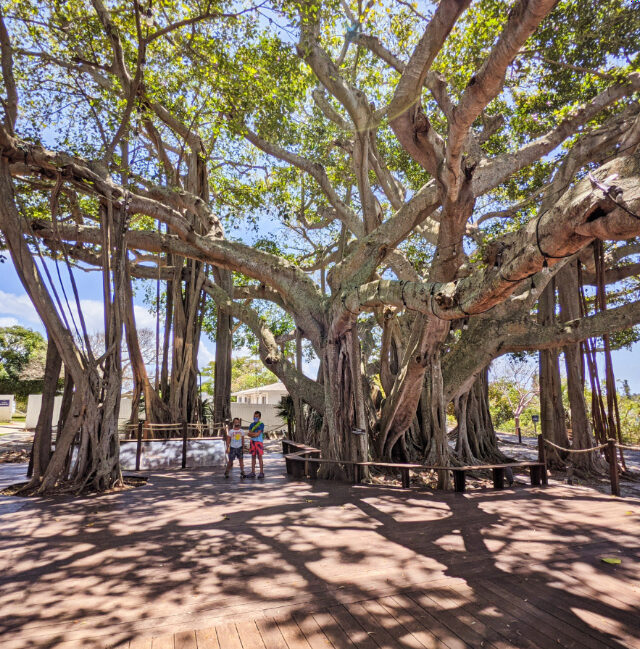Taylor Family with Banyan at Jupiter Inlet Lighthouse Jupiter Palm Beach County Florida 2