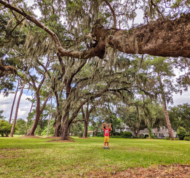Taylor Family with Live Oaks and Moss at Kings Park on St Simons Island Golden Isles Georgia 1