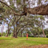 Taylor Family with Live Oaks and Moss at Kings Park on St Simons Island Golden Isles Georgia 1