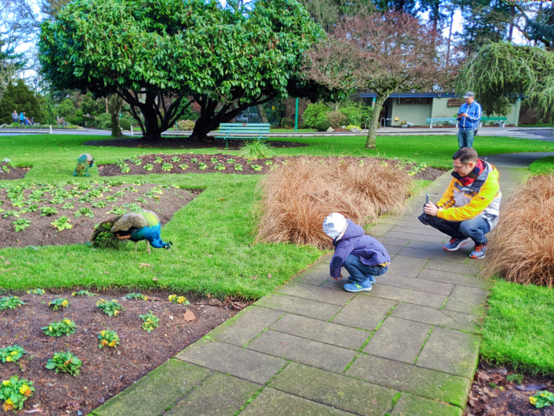 Taylor Family with Peacocks at Beacon Hill Park Victoria BC 2