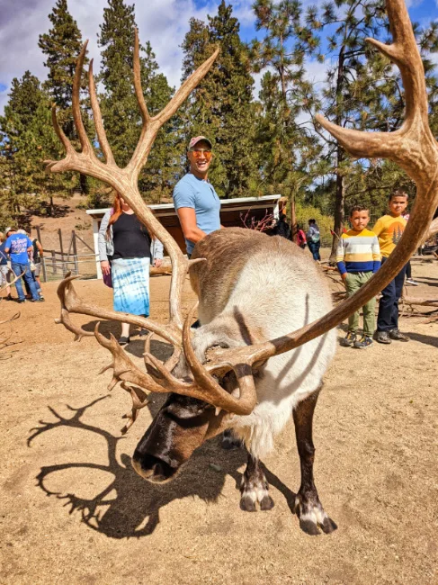 Taylor Family with Reindeer at Reindeer Farm Leavenworth Washington 1