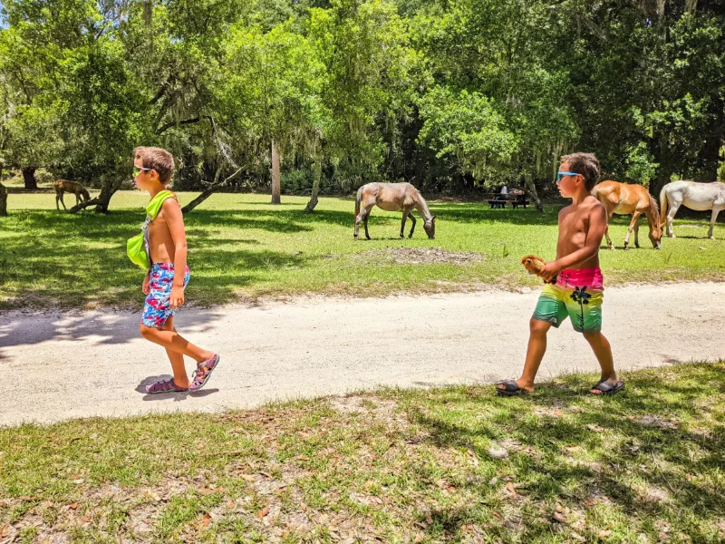 Taylor Family with Wild Horses at Dungeness Ruins at Cumberland Island National Seashore Coastal Georgia 8