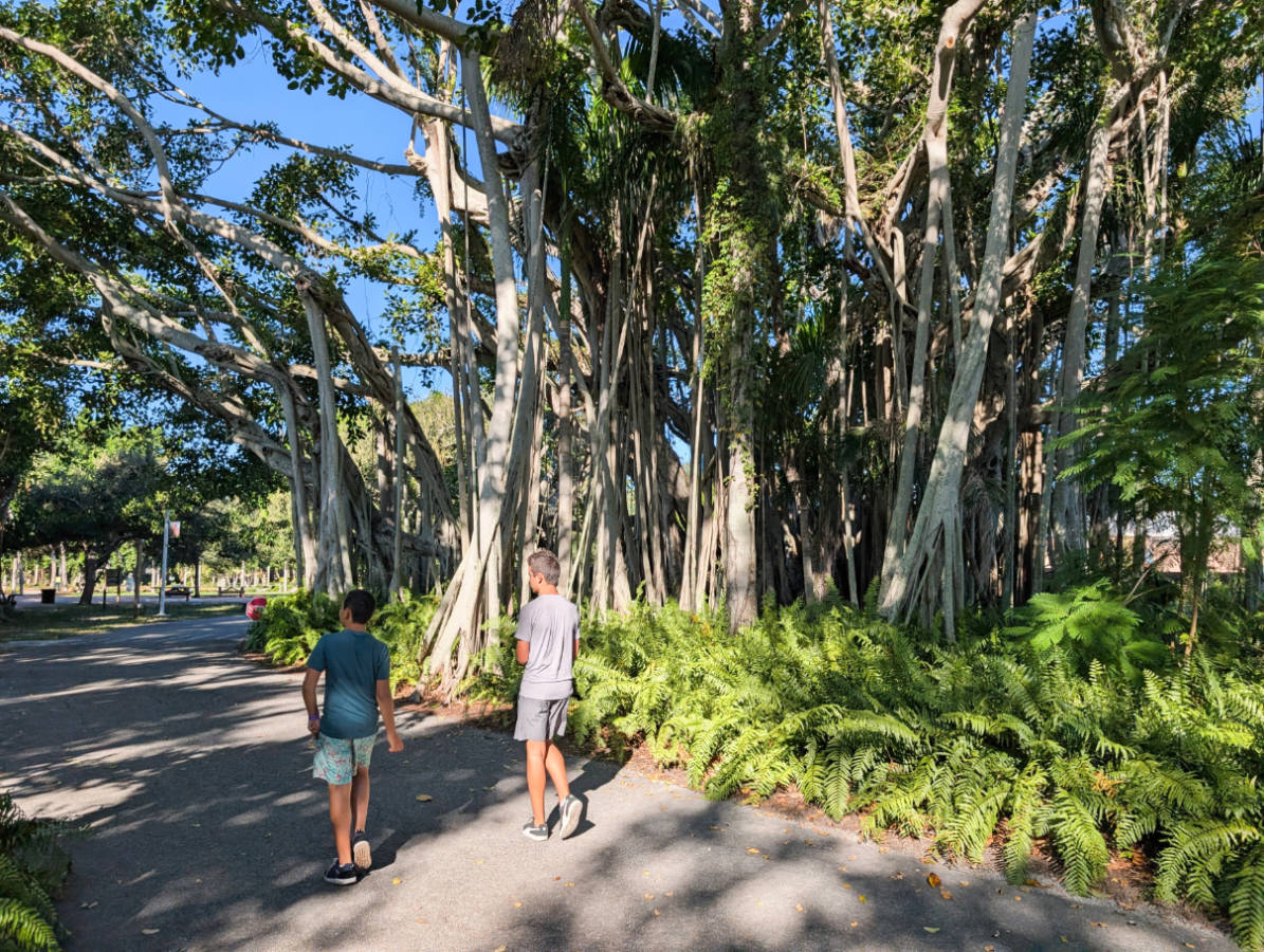 Taylor Family with banyan trees at The Ringling Sarasota Florida 1