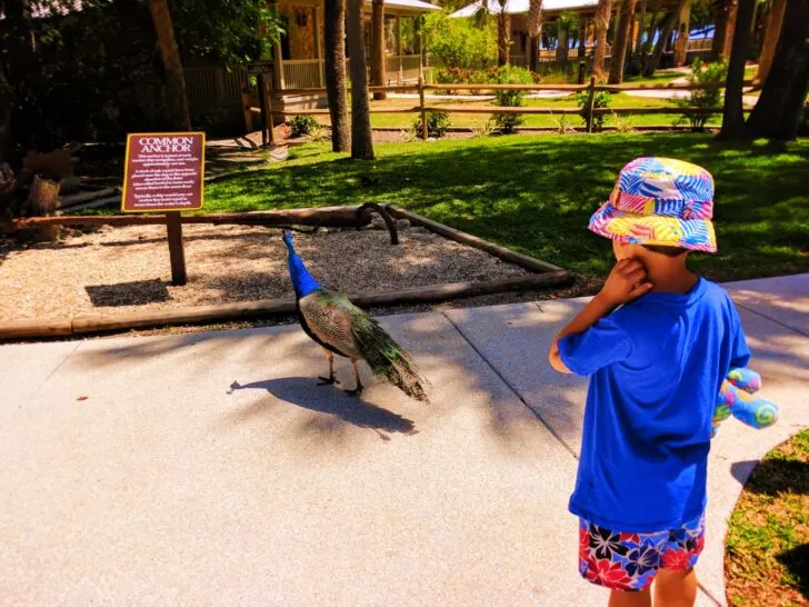 Taylor Family with peacocks at the Fountain of Youth St Augustine 2