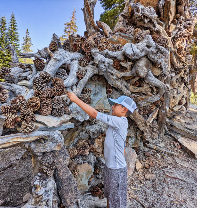 Taylor Family with pinecone tree roots Devils Postpile National Monument Mammoth Lakes California 1