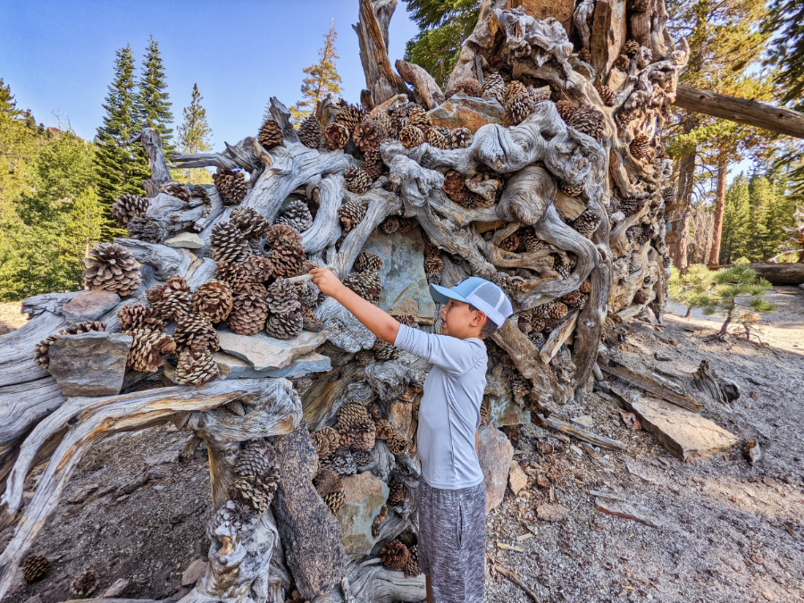 Taylor Family with pinecone tree roots Devils Postpile National Monument Mammoth Lakes California 1