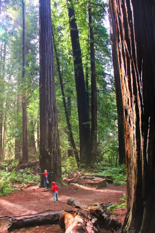 Taylor family hiking with Redwoods at Jeddadiah Smith Redwoods State Park 1