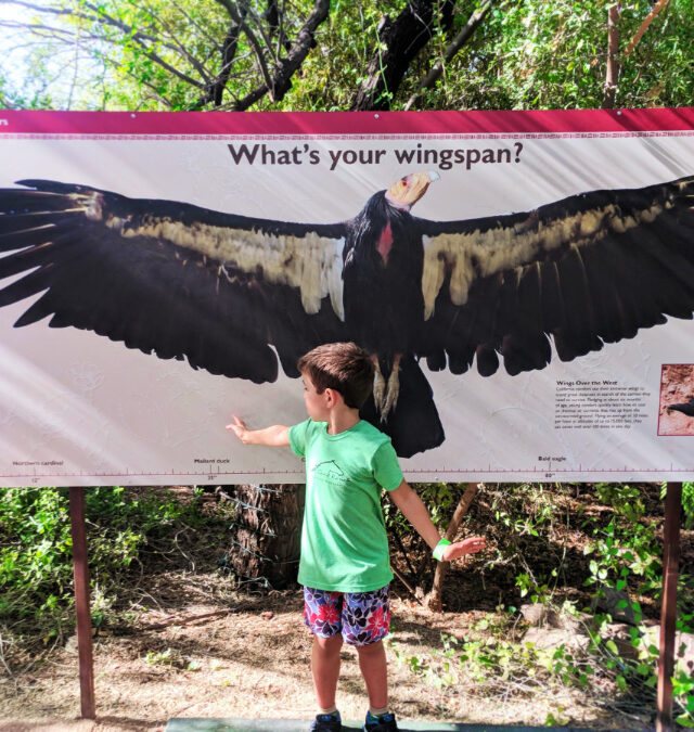 Taylor family with Condor Wingspan at Phoenix Zoo Tempe 1