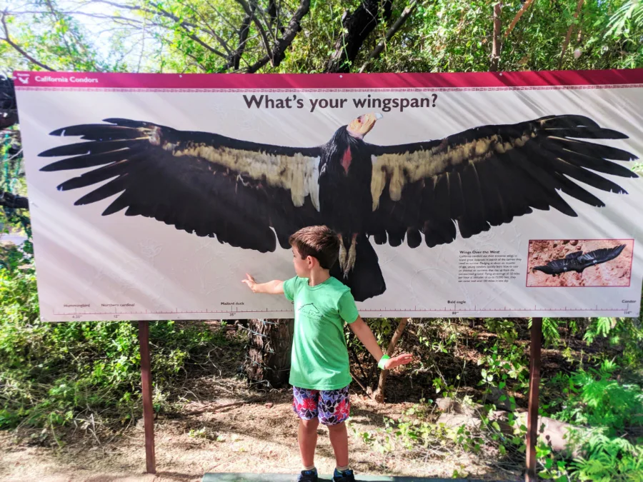 Taylor family with Condor Wingspan at Phoenix Zoo Tempe 1