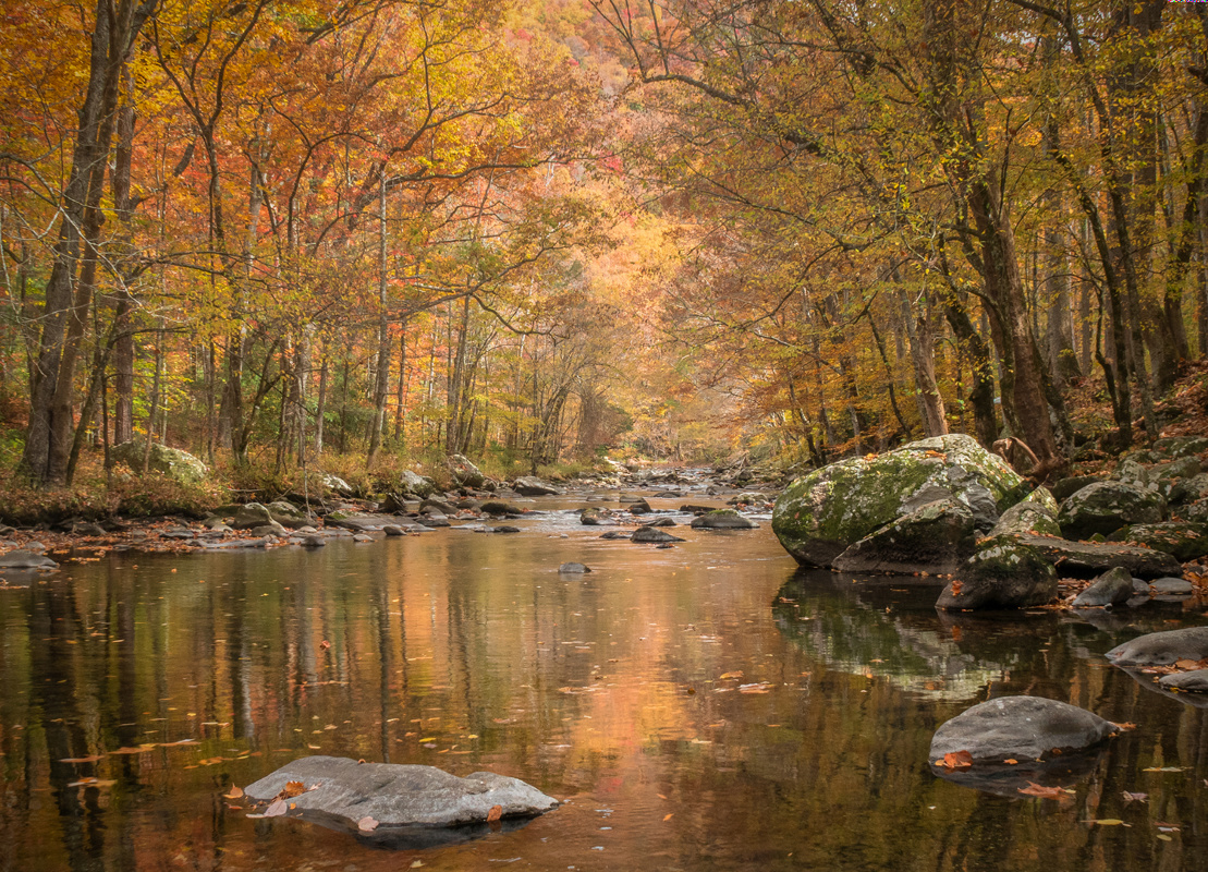 A canopy of fall colors along the Little River in the Great Smoky Mountains National Park, TN