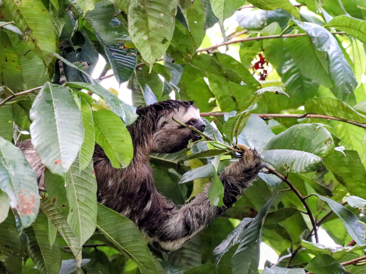 Three Toed Sloth Eating Seen at Treehouse Lodge Peruvian Amazon 1
