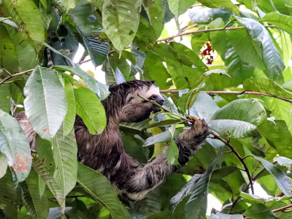Three Toed Sloth Eating Seen at Treehouse Lodge Peruvian Amazon 1
