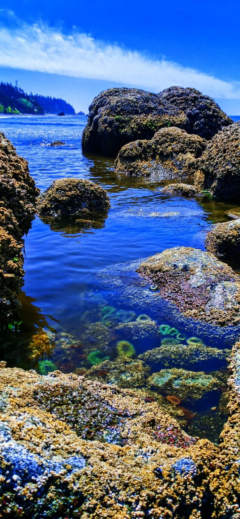 Tide Pools at Ruby Beach Olympic National Park Web Story