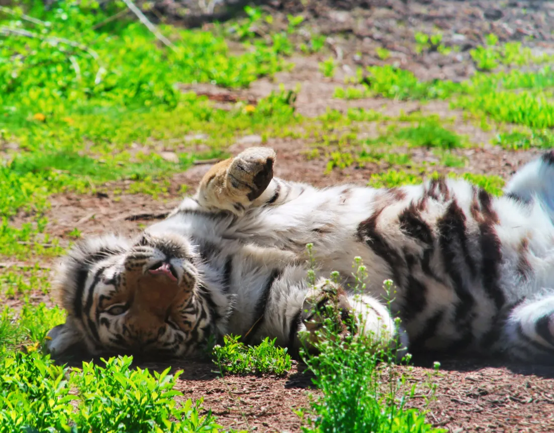 Tiger at Denver Zoo Colorado 3