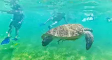 Tourists Swimming with Sea Turtles at Turtle Cove in Akumal Yucatan 18