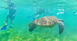 Tourists Swimming with Sea Turtles at Turtle Cove in Akumal Yucatan 18